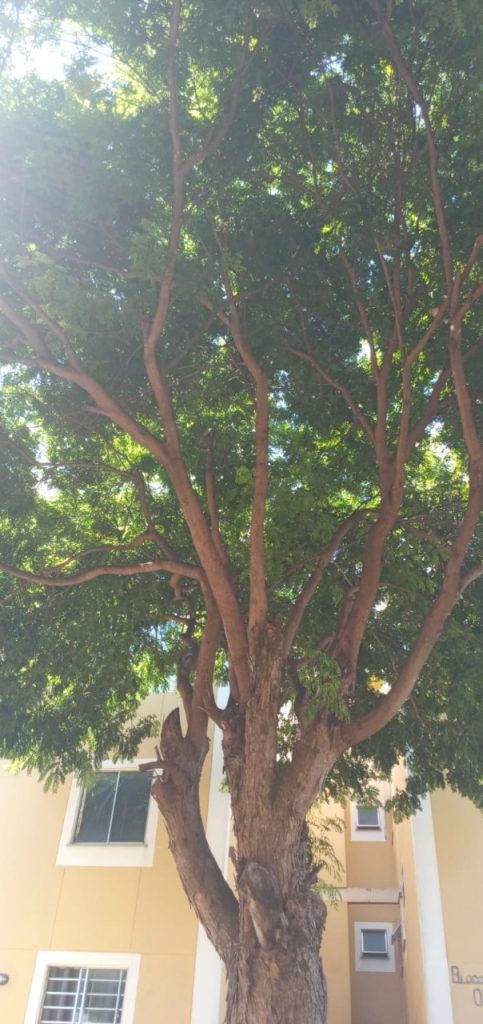 Residencial América do Sul II