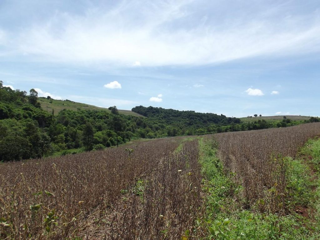Fazenda em Santo Antônio da Platina