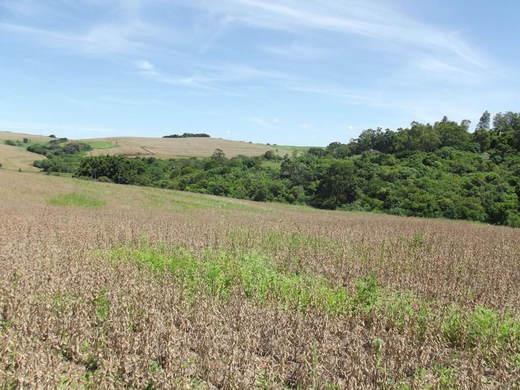 Fazenda em Santo Antônio da Platina